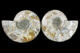Cut & Polished Ammonite Fossil - Agate Replaced #165976-1